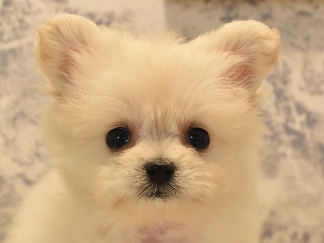 千葉県のハーフ犬 (ペッツワン幕張店/2023年10月28日生まれ/女の子/ホワイトクリーム)の子犬